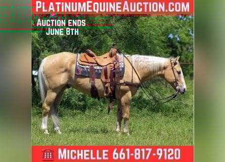 American Quarter Horse, Ruin, 15 Jaar, 150 cm, Palomino