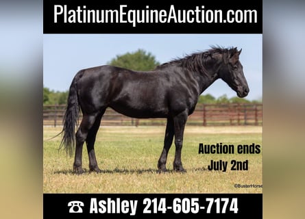 American Quarter Horse, Ruin, 15 Jaar, 150 cm, Zwart