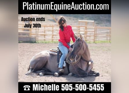 American Quarter Horse, Ruin, 15 Jaar, 152 cm, Grullo