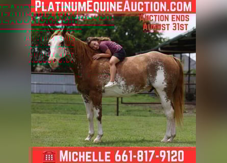 American Quarter Horse, Ruin, 15 Jaar, 152 cm, Overo-alle-kleuren