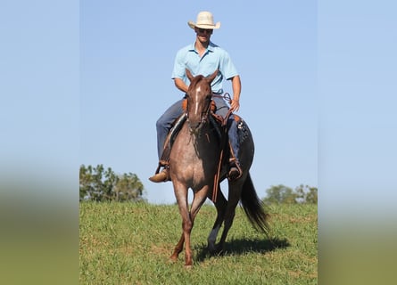 American Quarter Horse, Ruin, 15 Jaar, 152 cm, Roan-Red