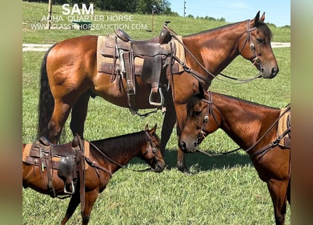 American Quarter Horse, Ruin, 15 Jaar, 152 cm, Roodbruin