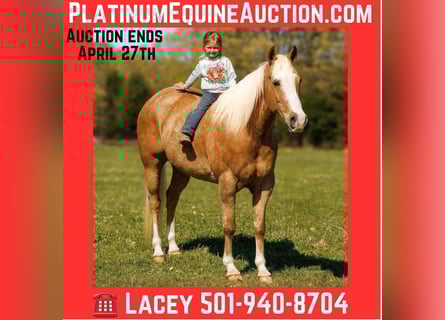 American Quarter Horse, Ruin, 15 Jaar, 155 cm, Palomino