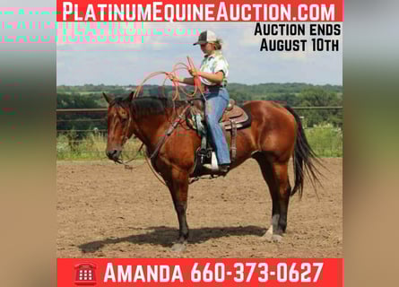 American Quarter Horse, Ruin, 15 Jaar, 155 cm, Roodbruin
