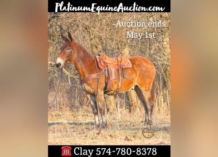 American Quarter Horse, Ruin, 15 Jaar, 163 cm, Roodbruin