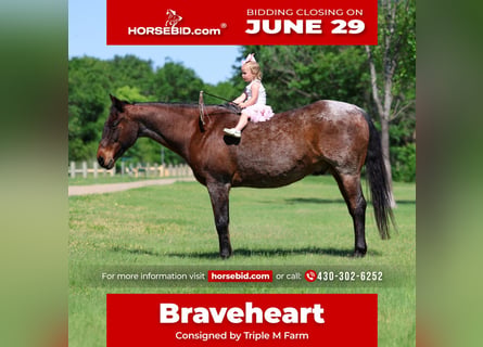 American Quarter Horse, Ruin, 15 Jaar, Roan-Bay