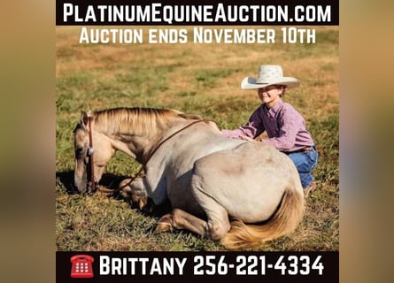 American Quarter Horse, Ruin, 16 Jaar, 124 cm, Champagne