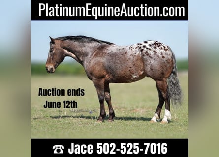 American Quarter Horse, Ruin, 16 Jaar, 147 cm, Donkere-vos