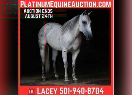 American Quarter Horse, Ruin, 16 Jaar, 147 cm, Schimmel