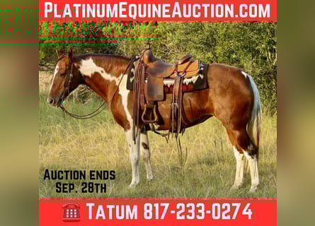 American Quarter Horse, Ruin, 16 Jaar, 150 cm, Donkere-vos