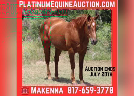 American Quarter Horse, Ruin, 16 Jaar, 150 cm, Donkere-vos