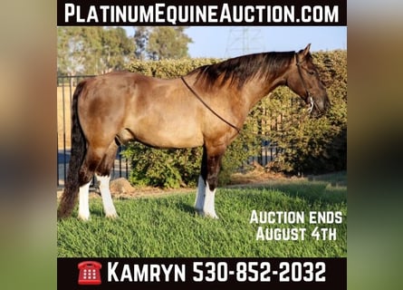 American Quarter Horse, Ruin, 16 Jaar, 152 cm, Grullo