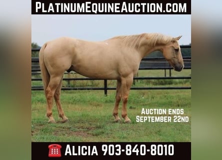 American Quarter Horse, Ruin, 16 Jaar, 152 cm, Palomino