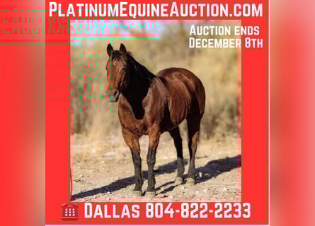 American Quarter Horse, Ruin, 16 Jaar, 152 cm, Roodbruin