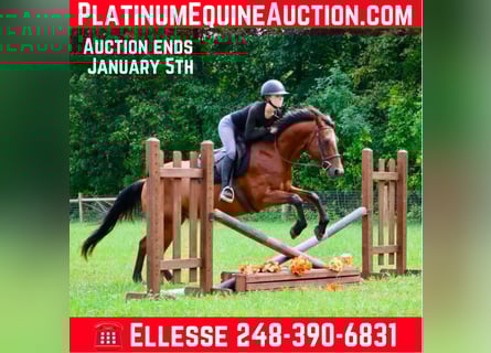 American Quarter Horse, Ruin, 16 Jaar, 152 cm, Roodbruin