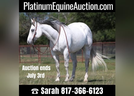 American Quarter Horse, Ruin, 16 Jaar, 152 cm, Schimmel