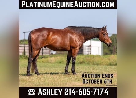 American Quarter Horse, Ruin, 16 Jaar, 163 cm, Roodbruin