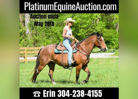 American Quarter Horse, Ruin, 16 Jaar, Roan-Bay