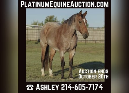 American Quarter Horse, Ruin, 16 Jaar, Roan-Bay