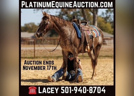 American Quarter Horse, Ruin, 17 Jaar, 145 cm, Roan-Red