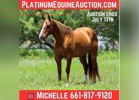 American Quarter Horse, Ruin, 17 Jaar, 147 cm, Roodvos