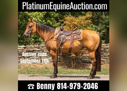 American Quarter Horse, Ruin, 17 Jaar, 152 cm, Falbe