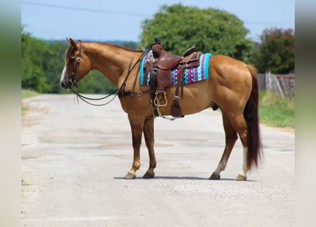American Quarter Horse, Ruin, 17 Jaar, 155 cm, Falbe