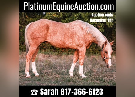 American Quarter Horse, Ruin, 17 Jaar, 157 cm, Palomino