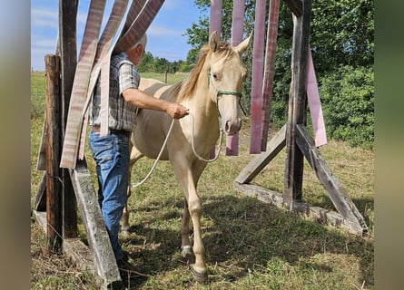 American Quarter Horse, Ruin, 1 Jaar, 150 cm, Champagne