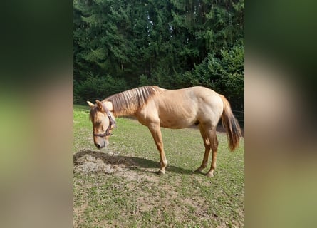 American Quarter Horse, Ruin, 1 Jaar, 150 cm, Red Dun
