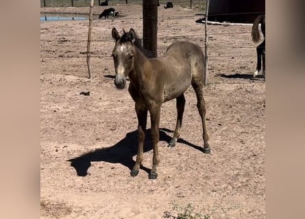 American Quarter Horse, Ruin, 1 Jaar, 152 cm, Buckskin