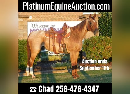 American Quarter Horse, Ruin, 20 Jaar, 152 cm, Roan-Red