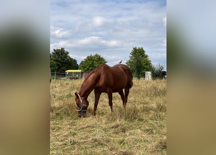 American Quarter Horse, Ruin, 21 Jaar, 157 cm, Vos