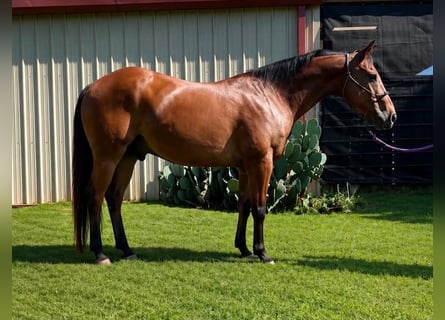 American Quarter Horse, Ruin, 22 Jaar, 150 cm, Roodbruin