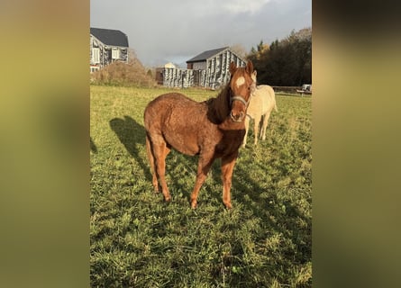 American Quarter Horse, Ruin, 2 Jaar, 146 cm