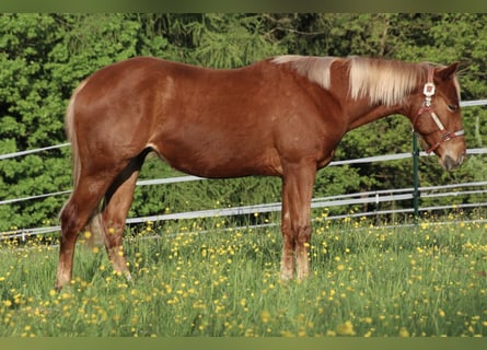 American Quarter Horse, Ruin, 2 Jaar, 149 cm, Roodvos