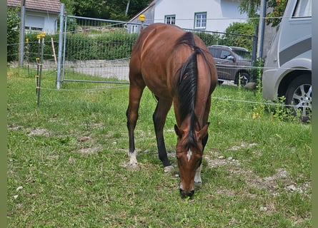 American Quarter Horse, Ruin, 2 Jaar, 150 cm, Bruin