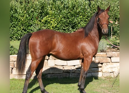 American Quarter Horse, Ruin, 2 Jaar, 150 cm, Bruin