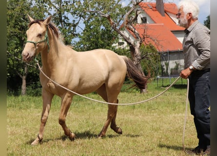 American Quarter Horse, Ruin, 2 Jaar, 150 cm, Champagne
