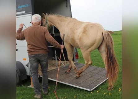 American Quarter Horse, Ruin, 2 Jaar, 150 cm, Champagne