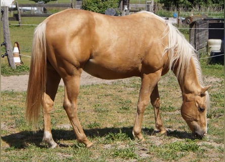 American Quarter Horse, Ruin, 2 Jaar, 151 cm, Palomino