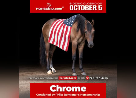 American Quarter Horse, Ruin, 2 Jaar, 152 cm, Grullo