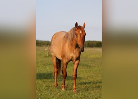 American Quarter Horse, Ruin, 2 Jaar, 152 cm, Roan-Red