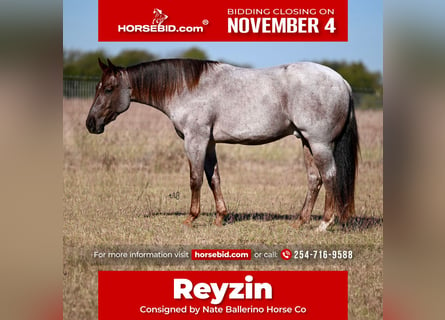 American Quarter Horse, Ruin, 2 Jaar, 152 cm, Roan-Red