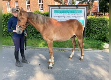 American Quarter Horse Mix, Ruin, 2 Jaar, 158 cm, Vos