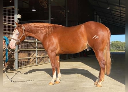 American Quarter Horse, Ruin, 2 Jaar, Roodvos