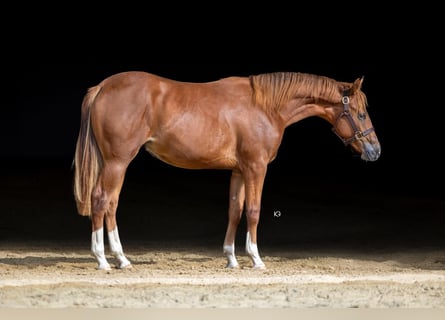 American Quarter Horse, Ruin, 2 Jaar, Vos