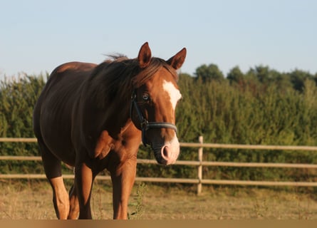 American Quarter Horse, Ruin, 3 Jaar, 144 cm, Vos