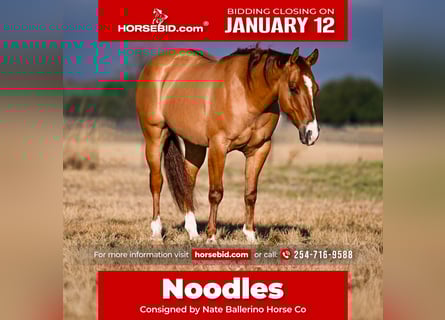 American Quarter Horse, Ruin, 3 Jaar, 145 cm, Falbe