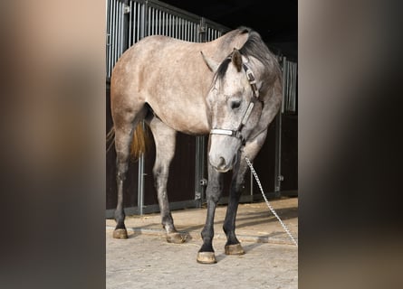 American Quarter Horse, Ruin, 3 Jaar, 147 cm, Appelschimmel
